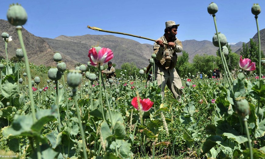 اروپا از کاهش کشت مواد مخدر در افغانستان نگران است!