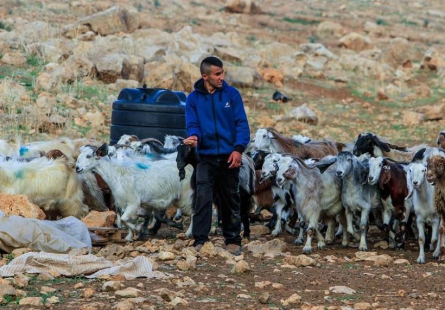 شهرک‌نشینان صهیونیست‌ احشام فلسطینی‌ها در کرانه باختری را سرقت می‌کنند